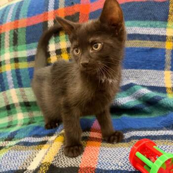 Odysseus -  Domestic Short Hair Cat for Adoption in Raleigh, North Carolina - Odysseus | PetCurious