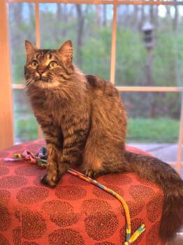 Domestic Long Hair Cats Available for Adoption in Muskego, Wisconsin -  Caliope - Sweet Gorgeous Long Hair | PetCurious