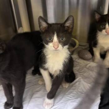 Rescue Domestic Short Hair Cats for Adoption in Dallas, Texas - Lenny | PetCurious