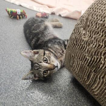 Roly-poly -  Domestic Short Hair Cat for Adoption in Brockton, Massachusetts - Roly-poly | PetCurious