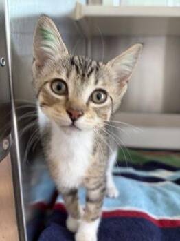 Whammy -  Domestic Short Hair Cat for Adoption in Westland, Michigan - Whammy | PetCurious