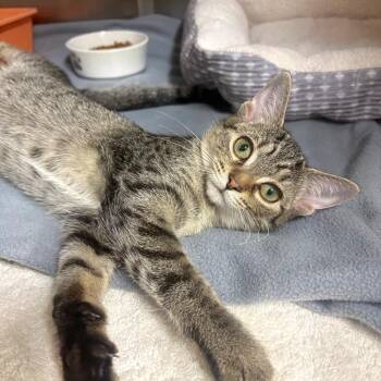Lollipop -  Domestic Short Hair Cat for Adoption in Fort Lauderdale, Florida - Lollipop | PetCurious