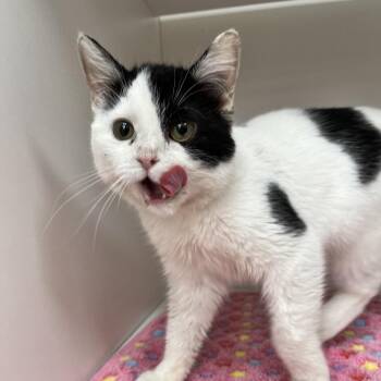 Domestic Short Hair Cats Available for Adoption in Champaign, Illinois - Dottie | PetCurious