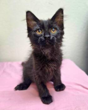 Mela -  Domestic Medium Hair Cat for Adoption in Novato, California - Mela | PetCurious
