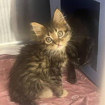 Prairie-C -  Domestic Medium Hair Cat for Adoption in East St. Louis, Illinois - Prairie-C | PetCurious