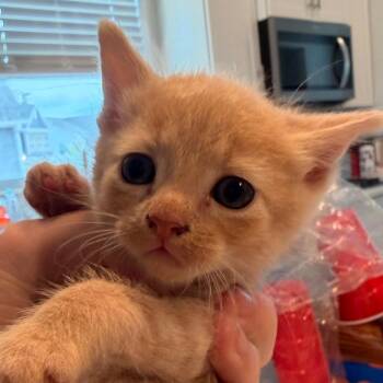 Chai -  Domestic Short Hair and Domestic Medium Hair Cat Available for Adoption in Inman, South Carolina - Chai | PetCurious