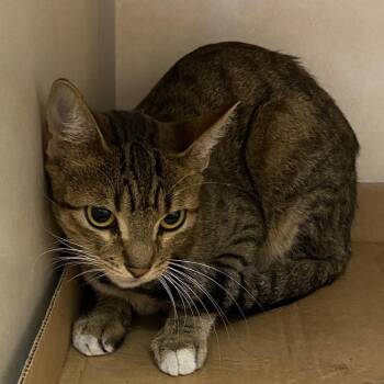 Jersey -  Domestic Short Hair Cat for Adoption in Westminster, California - Jersey | PetCurious
