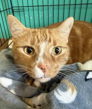Wonton -  Domestic Short Hair Cat for Adoption in Brookings, South Dakota - Wonton | PetCurious