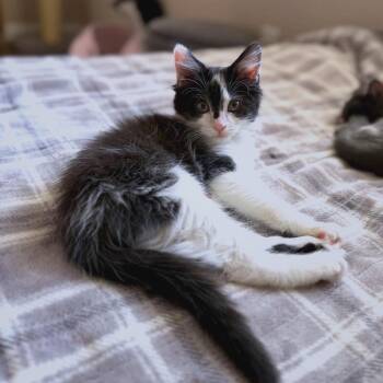 Badger -  Domestic Long Hair Cat for Adoption in Georgetown, Kentucky - Badger | PetCurious