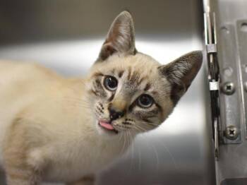 Sassafras -  Siamese Cat for Adoption in Portland, Oregon - Sassafras | PetCurious