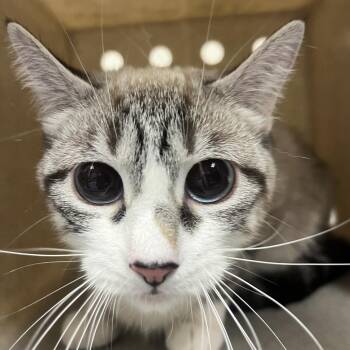 Raava -  Domestic Short Hair Cat for Adoption in Reno, Nevada - Raava | PetCurious