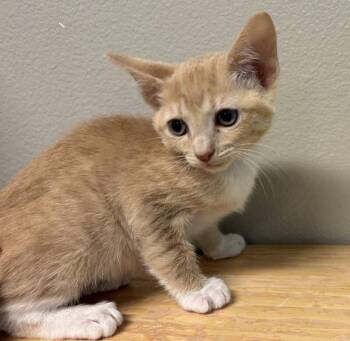 Crocodile Rock -  Domestic Short Hair Cat for Adoption in Fort Collins, Colorado - Crocodile Rock | PetCurious