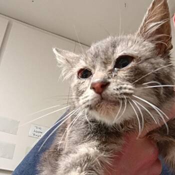 Mochi -  Domestic Short Hair Cat for Adoption in Dallas, Texas - Mochi | PetCurious