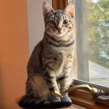 Jalapeno & Pimento -  Domestic Short Hair Cat for Adoption - Jalapeno & Pimento | PetCurious