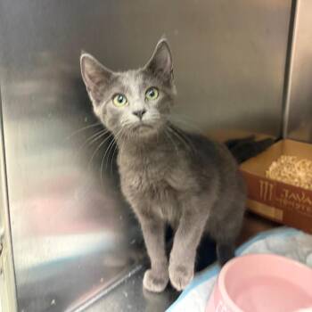 Bernadette -  Domestic Short Hair Cat for Adoption in Westminster, California - Bernadette | PetCurious