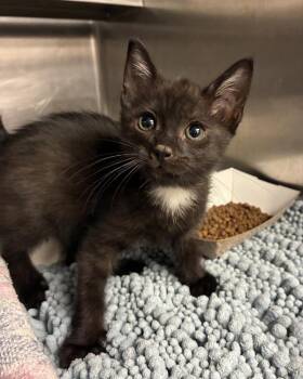 Lick-a-Rish -  Domestic Short Hair Cat for Adoption in Richmond, Virginia - Lick-a-Rish | PetCurious