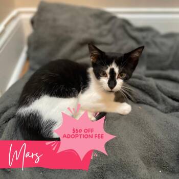 Sailor Mars -  Domestic Short Hair Cat for Adoption in Chattanooga, Tennessee - Sailor Mars | PetCurious