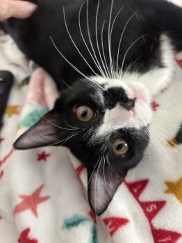 Rescue Domestic Short Hair Cats for Adoption in Richardson, Texas - Breezy | PetCurious