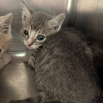 Mary Ann -  Domestic Short Hair Cat Available for Adoption in Titusville, Florida - Mary Ann | PetCurious