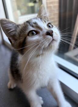 Cinnamon -  Domestic Short Hair Cat for Adoption in Mississauga, Ontario - Cinnamon | PetCurious