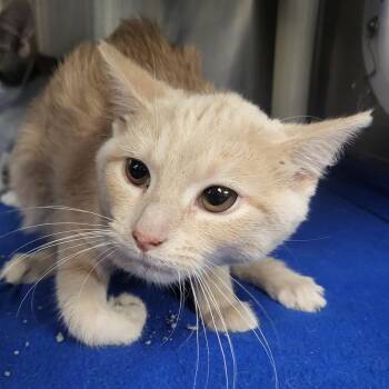 Domestic Short Hair Cats Available for Adoption - Phoebe | PetCurious