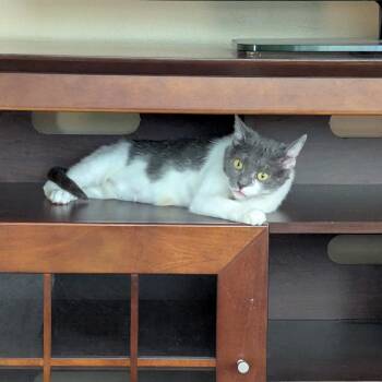 Fern -  Domestic Short Hair Cat for Adoption in Oberlin, Ohio - Fern | PetCurious