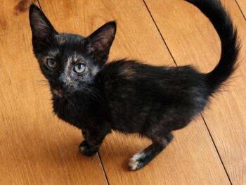 Poppy -  Domestic Short Hair Cat for Adoption in Lunenburg, Massachusetts - Poppy | PetCurious
