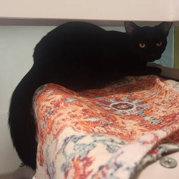 Rescue Domestic Short Hair Cats for Adoption in New York, New York - Jupiter | PetCurious