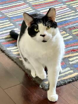 Rescue Domestic Short Hair Cats for Adoption - Marshall | PetCurious