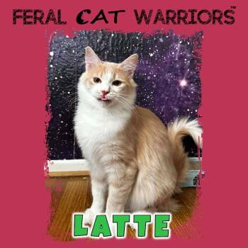 Rescue Domestic Medium Hair Cats for Adoption in Kingman, Arizona - Latte | PetCurious