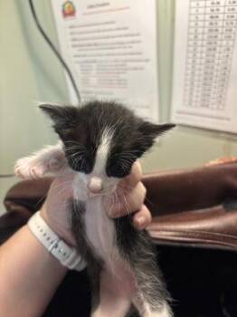 Brooke -  Domestic Short Hair Cat for Adoption in Picayune, Mississippi - Brooke | PetCurious