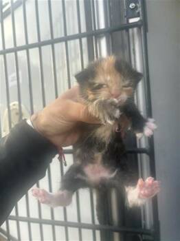 A658135 -  Domestic Short Hair Cat for Adoption in Houston, Texas - A658135 | PetCurious