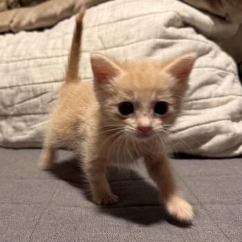 Rescue Domestic Short Hair Cats for Adoption in Wichita, Kansas - Acapella | PetCurious