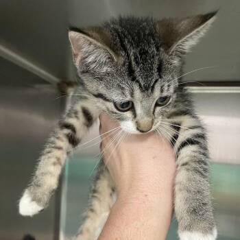 1381-C26 -  Domestic Short Hair Cat for Adoption in Port Charlotte, Florida - 1381-C26 | PetCurious