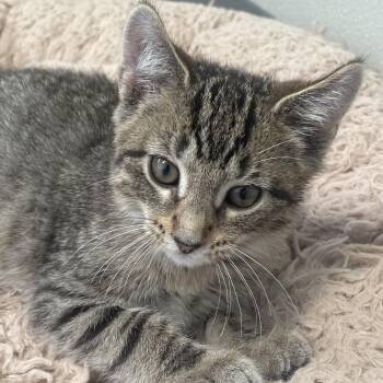 Ford -  Domestic Short Hair Cat for Adoption in New Philadelphia, Ohio - Ford | PetCurious