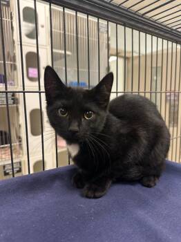 Skiddy  (Hamilton) -  Domestic Short Hair Cat for Adoption in Johnson City, Tennessee - Skiddy  (Hamilton) | PetCurious