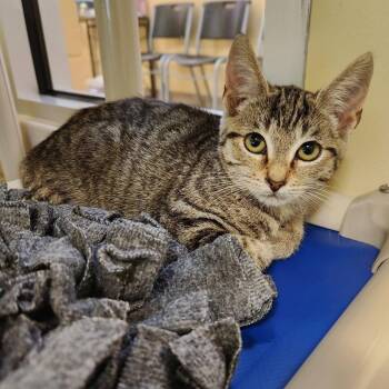 Domestic Short Hair Cats Available for Adoption - Chickie | PetCurious