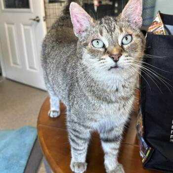 Rescue Domestic Short Hair Cats for Adoption in Warren, Ohio - Hildy | PetCurious