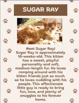 Sugar Ray -  Domestic Short Hair Cat for Adoption in Lafayette, Colorado - Sugar Ray | PetCurious