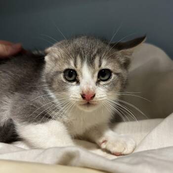 Domestic Short Hair Cats Available for Adoption in Chattanooga, Tennessee - Sweetling | PetCurious
