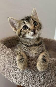 Albert 3 -  Domestic Short Hair Cat Available for Adoption in Tucson, Arizona - Albert 3 | PetCurious
