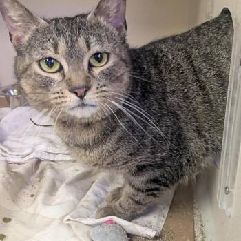 Domestic Short Hair Cats Available for Adoption in New York, New York - Taylor | PetCurious
