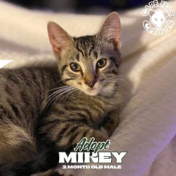 Mikey -  Domestic Short Hair Cat for Adoption in Wilmington, North Carolina - Mikey | PetCurious