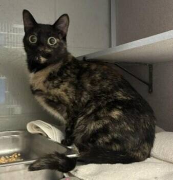 *Kat* -  Domestic Short Hair Cat for Adoption in Salt Lake City, Utah - *Kat* | PetCurious