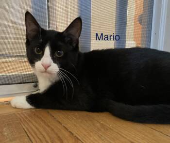 Tuxedo and American Shorthair Cats Available for Adoption in Billerica, Massachusetts - Mario | PetCurious