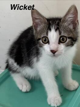Wicket -  Domestic Short Hair Cat for Adoption in Seven Valleys, Pennsylvania - Wicket | PetCurious