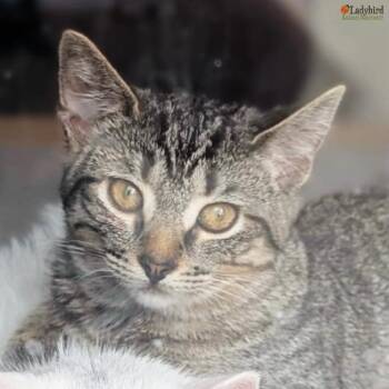 Spark (bonded to Cricket) -  Domestic Short Hair Cat for Adoption in Hamilton, Ontario - Spark (bonded To Cricket) | PetCurious