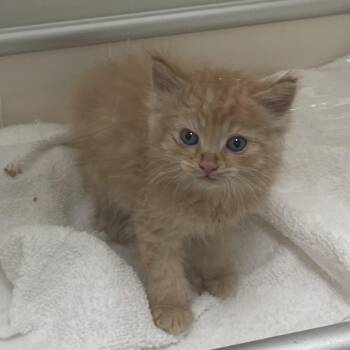 Domestic Long Hair Cats Available for Adoption in Lynchburg, Virginia - Mocha | PetCurious