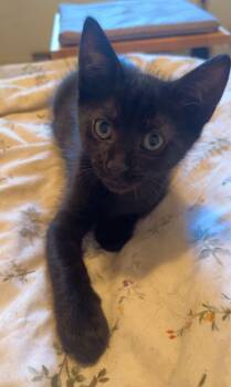 Dill -  Domestic Short Hair Cat for Adoption in Courtenay, British Columbia - Dill | PetCurious