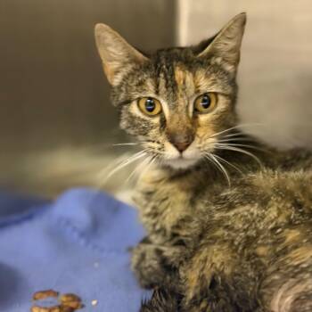 Giblets -  Domestic Short Hair Cat for Adoption in Fort Smith, Arkansas - Giblets | PetCurious